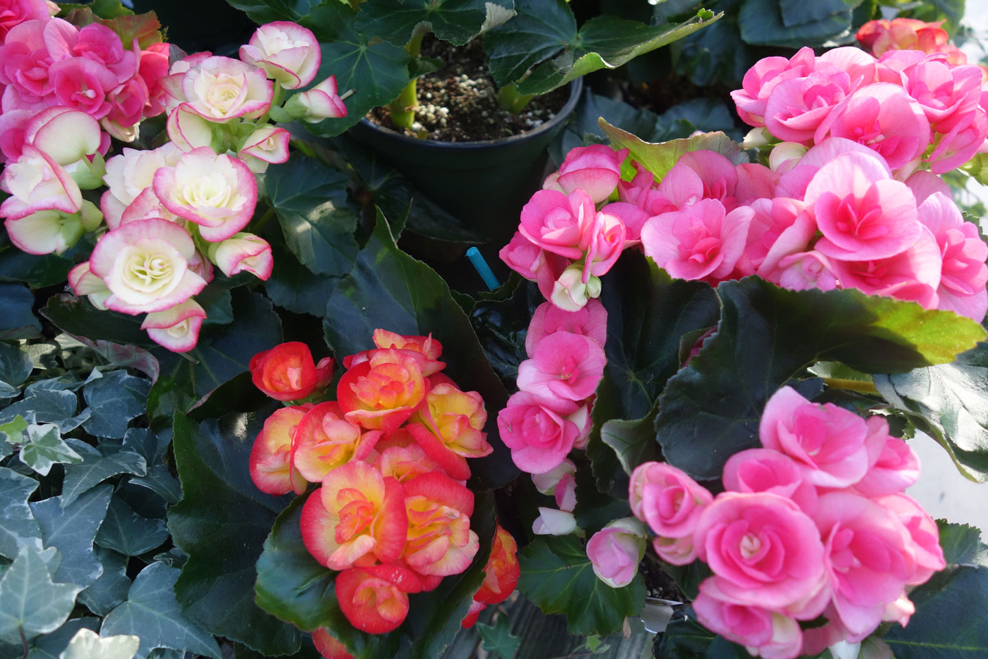 Seasonal plants cyclamen begonias bromeliads African violets